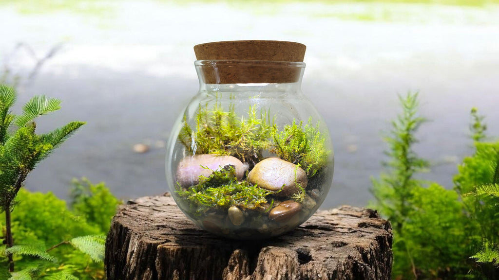 Glass terrarium with plants and stones on a wooden stump